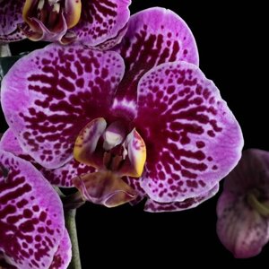 Орхидея Фаленопсис Перпл спот