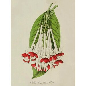 Плакат, постер на бумаге Fuchsia Corymbiflora Alba/искусство/арт/абстракция/творчество. Размер 21 х 30 см