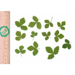 Плоские сухоцветы - Листья земляники миниатюрные для заливки смолой и рукоделия, 15 шт