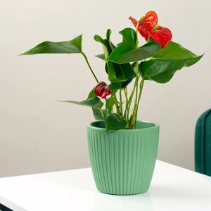 Растение Антуриум , мужское счастье в стильном кашпо