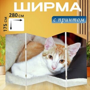 Ширма "Кот, домашняя кошка, домашнее животное" раскладная перегородка для зонирования с принтом на холсте