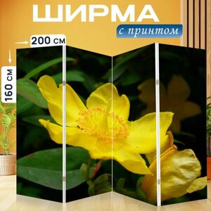 Ширма перегородка с принтом "Нарцисс, цветок, жёлтый" на холсте - 200x160 см. для зонирования, раскладная