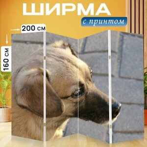 Ширма перегородка с принтом "Собака, портрет, домашнее животное" на холсте - 200x160 см. для зонирования, раскладная