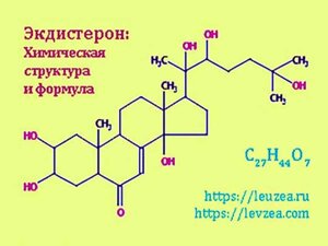 Экдистерон + левзея порошок 50 грамм