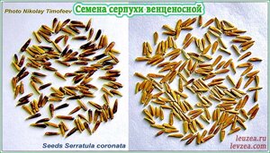 Семена серпухи 2000 шт на 1 сотку в Архангельской области от компании Левзея +65 экдистеронов и Серпуха: Анаболические природные стероиды