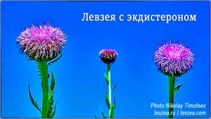 Левзея-порошок с экдистероном 50 грамм