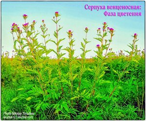 Семена серпухи на 10 соток - 20 000 шт в Архангельской области от компании Энергетики с экдистероном для прилива сил и энергии
