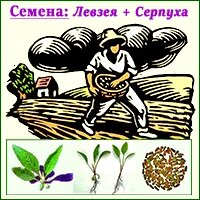 Семена левзеи и серпухи для производства экдистерона
