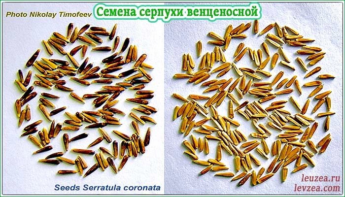 Семена серпухи 2000 шт на 1 сотку от компании Левзея +65 экдистеронов и Серпуха: Анаболические природные стероиды - фото 1