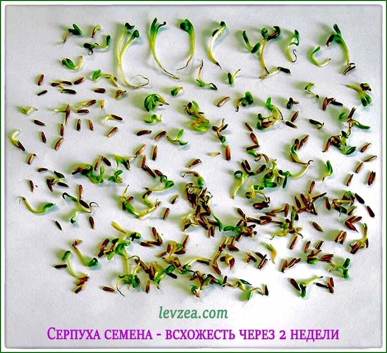 Серпухи семена для фитобиотиков с экдистероном на 2 сотки ##от компании## Левзея +65 экдистеронов и Серпуха: Анаболические природные стероиды - ##фото## 1