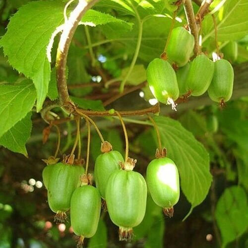 Актинидия коломикта (Actinidia kolomikta) (175-200мм, саженец конт. 50л) от компании MetSnab - фото 1