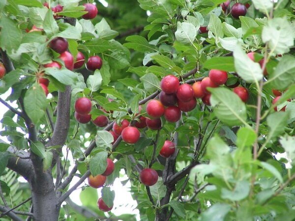 Алыча Prunus divaricataм Черноплодная ранняя (5 лет) от компании MetSnab - фото 1