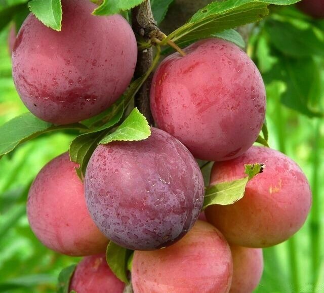 Алыча Prunus divaricataм Десертная (8 лет) от компании MetSnab - фото 1