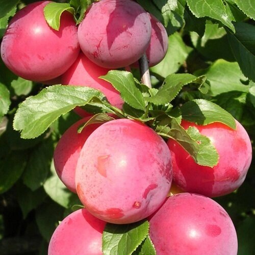 Алыча Prunus divaricataм Карамельная (6 лет) от компании MetSnab - фото 1