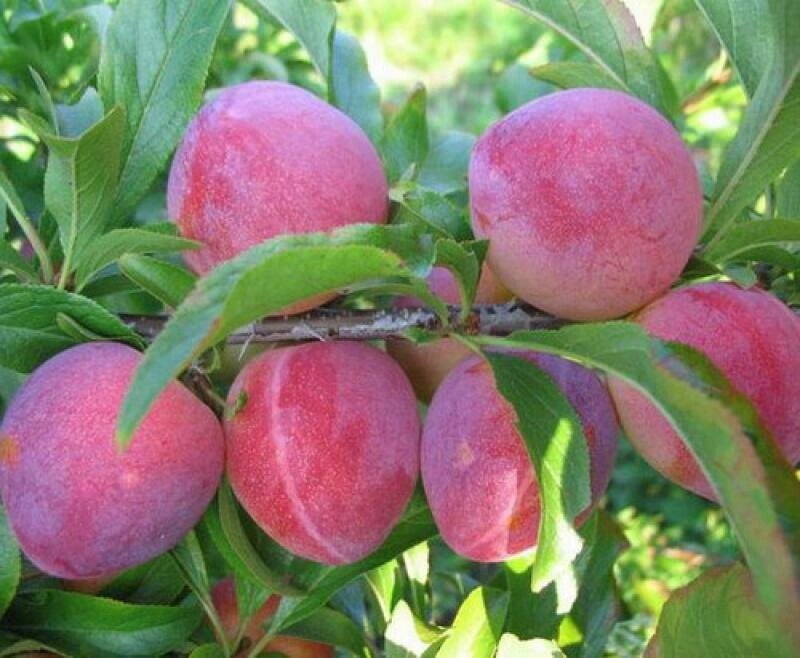 Алыча Prunus divaricataм Комета поздняя (6 лет) от компании MetSnab - фото 1