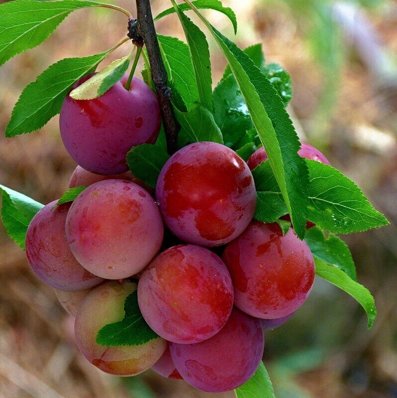 Алыча Prunus divaricataм Пионерка (5 лет) от компании MetSnab - фото 1