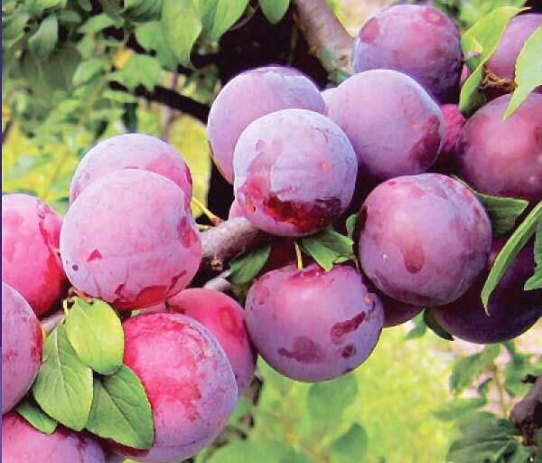 Алыча Prunus divaricataм Подарок Приморью (5 лет) от компании MetSnab - фото 1