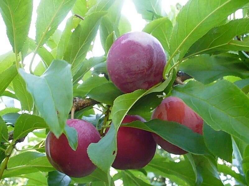 Алыча Prunus divaricataм Ранняя консервная (5 лет) от компании MetSnab - фото 1