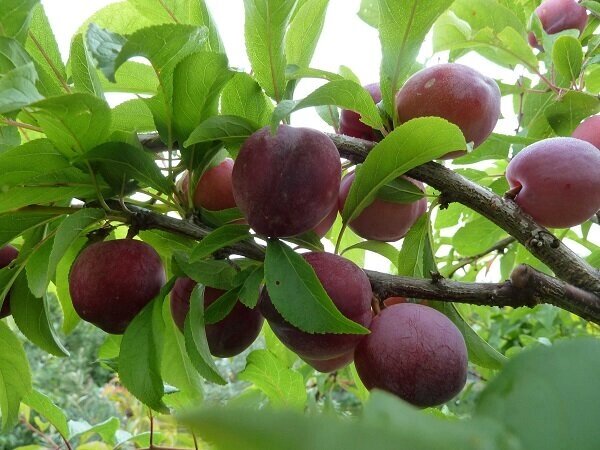 Алыча Prunus divaricataм Субхи ранняя (5 лет) от компании MetSnab - фото 1