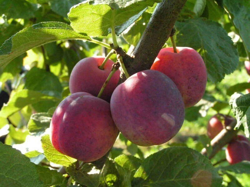 Алыча Prunus divaricataм Тимирязевская (6 лет) от компании MetSnab - фото 1