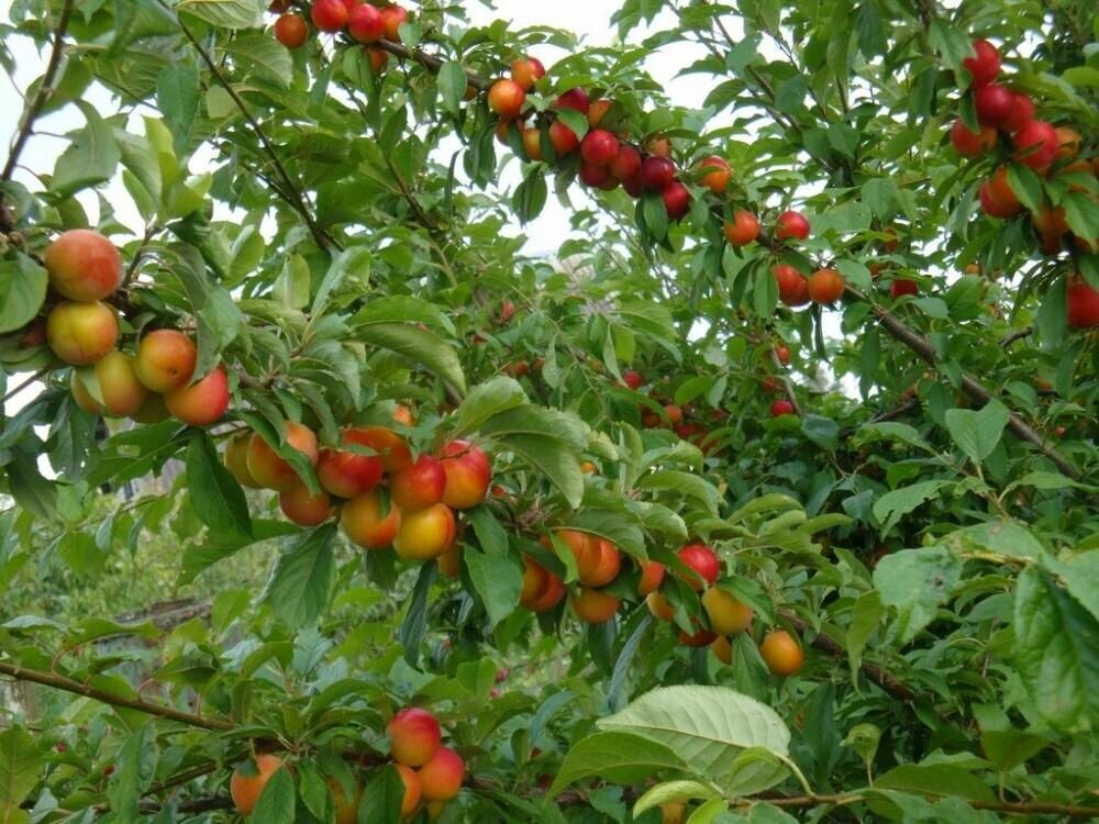 Алыча Prunus divaricataм Витьба (5 лет) от компании MetSnab - фото 1