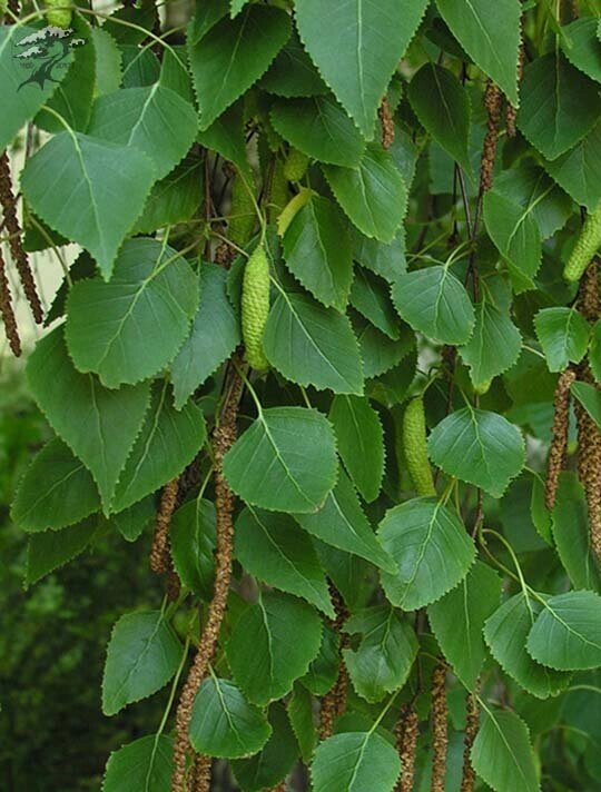 Береза бумажная Betula papyrifera (2,2-2,5м/С20) от компании MetSnab - фото 1