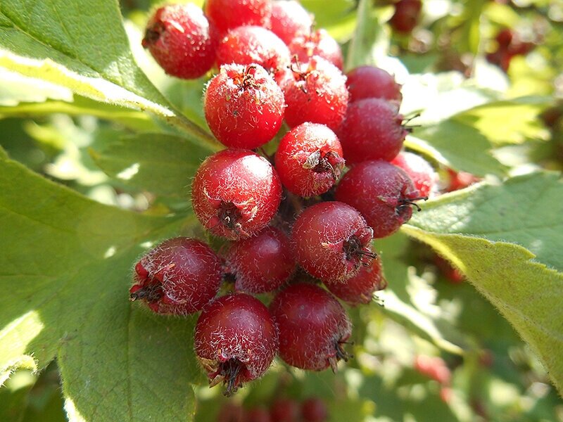 Боярышник Максимовича Crataegus maximowiczii (5 лет) от компании MetSnab - фото 1