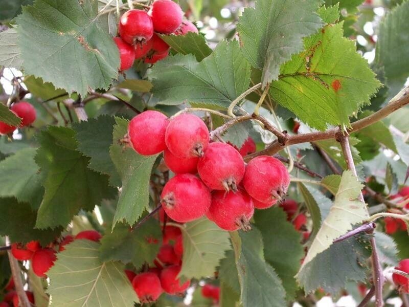 Боярышник мягковатый Crataegus submollis (5 лет) от компании MetSnab - фото 1