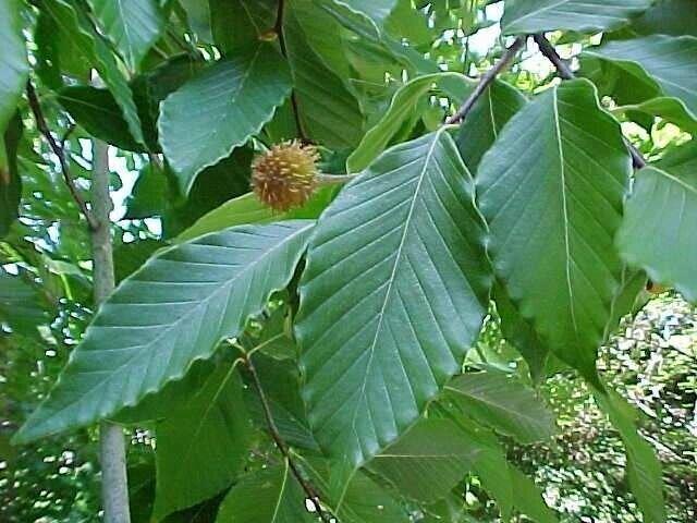 Бук крупнолистный Fagus grandifolia (1,8-2,2м/С15) от компании MetSnab - фото 1