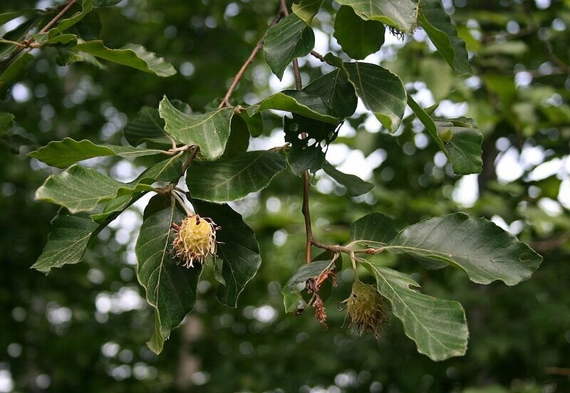 Бук восточный Fāgus orientālis (1,8-2,2м/С15) от компании MetSnab - фото 1