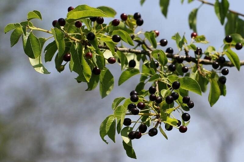 Черёмуха антипка Prunus mahaleb (2,2-2,5м/С20) от компании MetSnab - фото 1