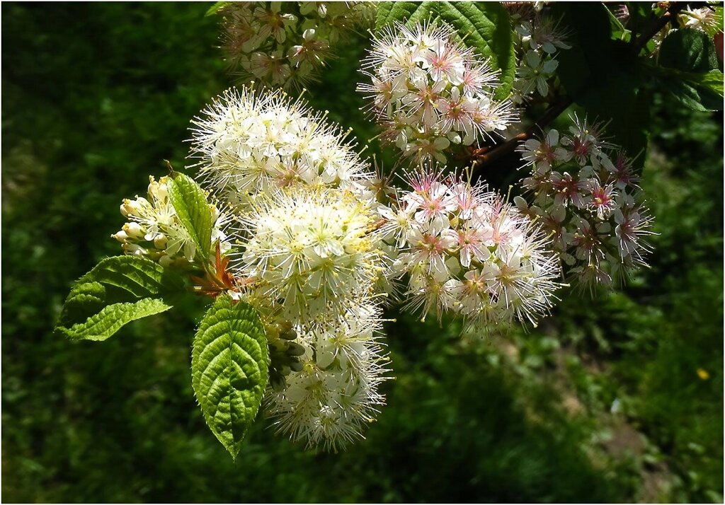 Черёмуха Маака Prunus maackii (2,2-2,5м/С20) от компании MetSnab - фото 1