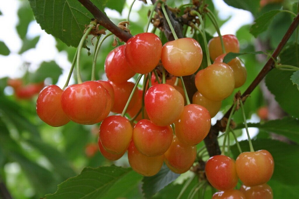 Черешня Розовый жемчуг (5 лет) от компании MetSnab - фото 1