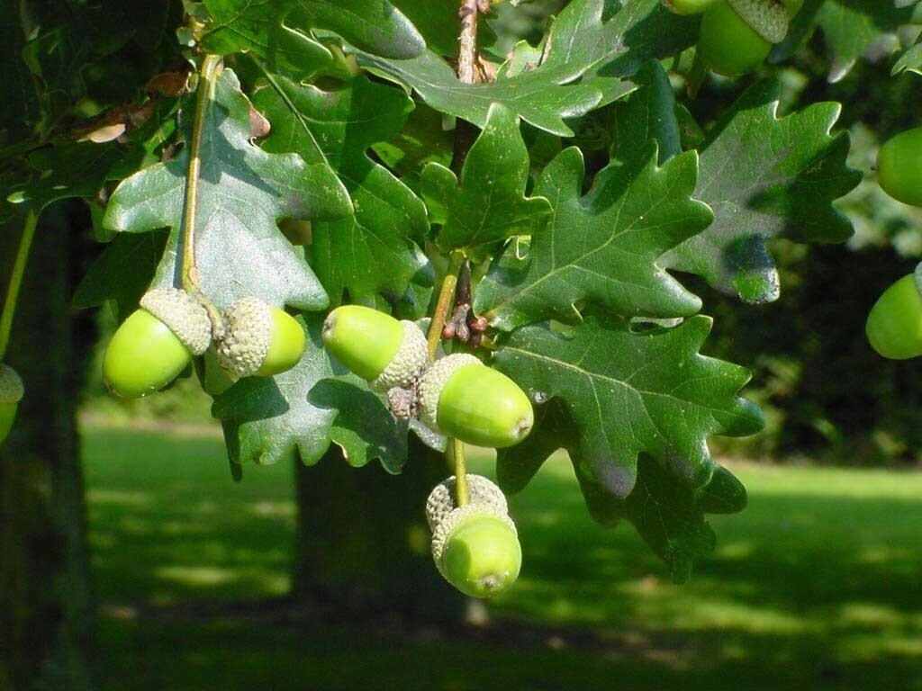 Дуб черешчатый Quercus robur Asplenifolia (1,3-1,5м/С10) от компании MetSnab - фото 1