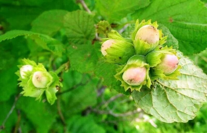 Фундук Corylus maxima Гибрид 1 (6 лет) от компании MetSnab - фото 1