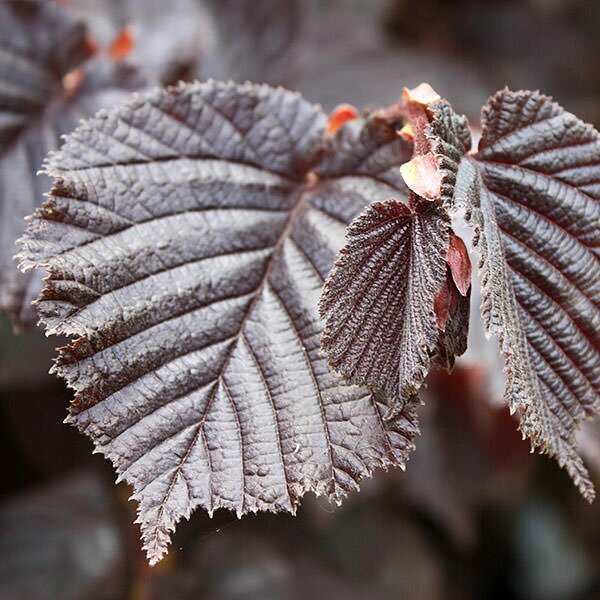 Фундук Corylus maxima Ивантеевский красный (6 лет) от компании MetSnab - фото 1