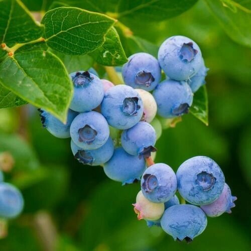 Голубика высокорослая Легаси (Vaccinium corimbosum Legacy) (100-120мм, саженец конт. 35л) от компании MetSnab - фото 1