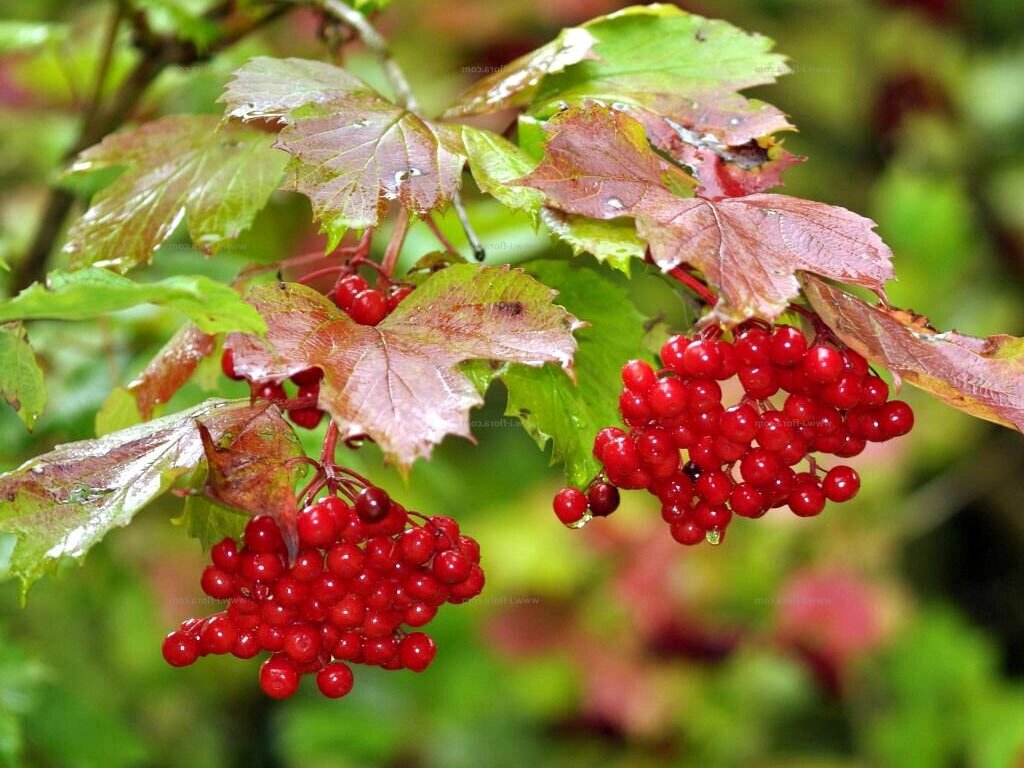 Калина красная Viburnum оpulus Салаирская (1,5-1,8м/С15) от компании MetSnab - фото 1