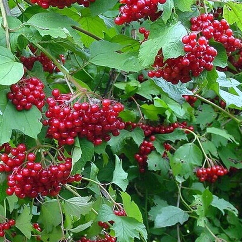 Калина красная Viburnum оpulus Таежные Рубины (1,5-1,8м/С15) от компании MetSnab - фото 1