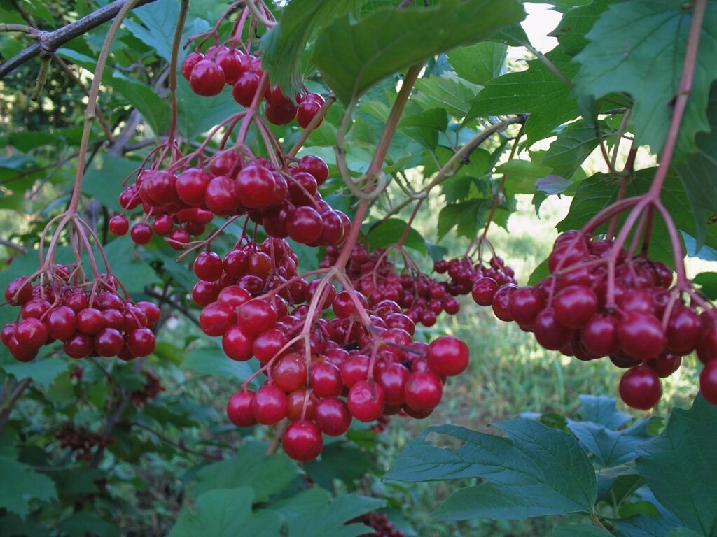 Калина красная Viburnum оpulus Ульгень (1,5-1,8м/С15) от компании MetSnab - фото 1