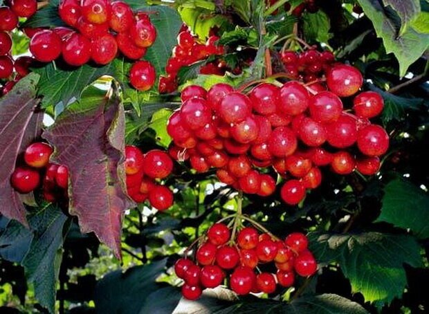 Калина красная Viburnum оpulus Зарница (1,5-1,8м/С15) от компании MetSnab - фото 1