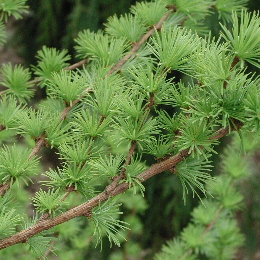 Лиственница европейская Lárix decídua (3,0-3,5м/С20-С30) от компании MetSnab - фото 1