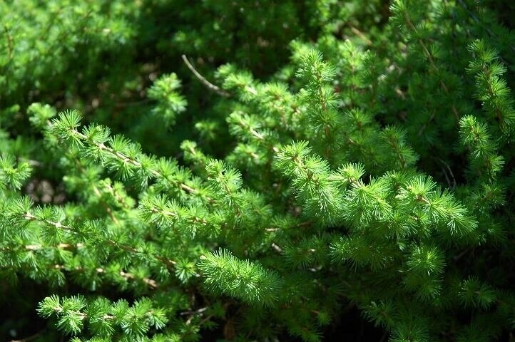 Лиственница европейская Lárix decídua Kurnik (1,0-1,2м/С7) от компании MetSnab - фото 1