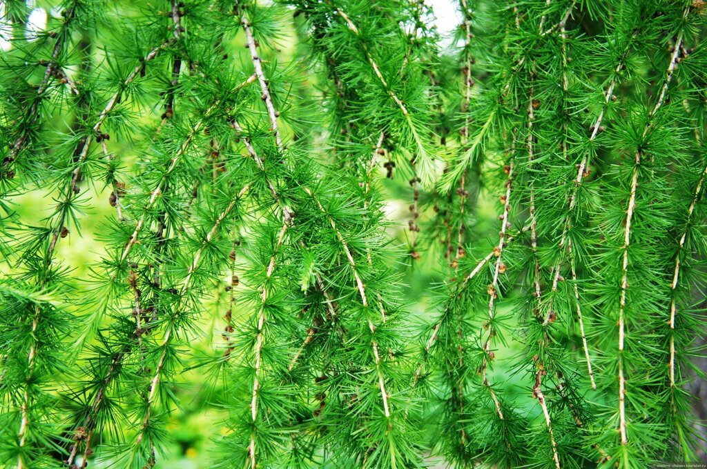 Лиственница европейская Lárix decídua Pendula (1,5-1,8м/С15) от компании MetSnab - фото 1