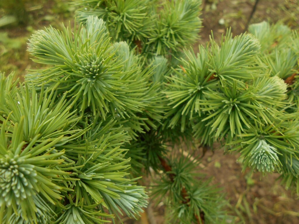 Лиственница Кемпфера Larix kaempferi Blue Ball (1,3-1,5м/С10) от компании MetSnab - фото 1