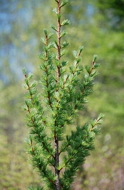 Лиственница Кемпфера Larix kaempferi Jakobsen’s Pyramid (1,3-1,5м/С10) от компании MetSnab - фото 1