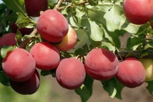 Алыча Prunus divaricataм Июньская роза (6 лет)