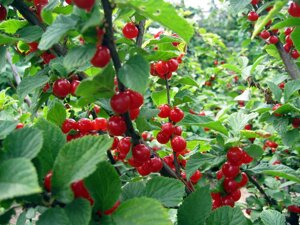 Вишня войлочная Prunus tomentosa Детская (7 лет)