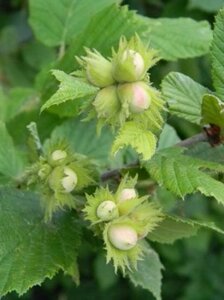 Фундук Corylus maxima Первенец (6 лет)