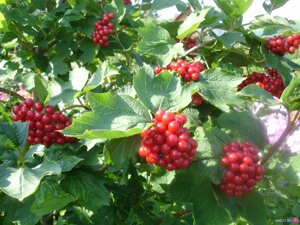 Калина красная Viburnum оpulus Жолобовская (1,5-1,8м/С15)